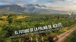 Futuro de la palma de aceite: innovación y sostenibilidad en el Cesar- TvAgro por Juan Gonzalo Angel