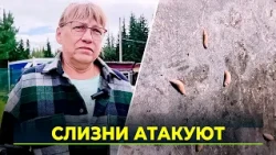 Slime Hordes Destroy Gardens in Yamal