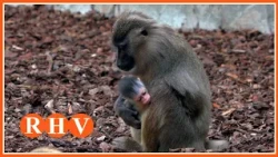 Naix a BIOPARC València una cria de dril, un dels primats africans més amenaçats d’extinció