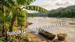 Tradition and Harvest: Plantain Farming Along the Magdalena River-TvAgro by Juan Gonzalo Angel