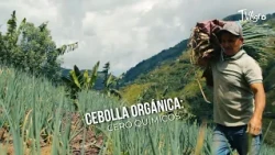 Organic Onion: Zero Chemicals 🧅- TvAgro by Juan Gonzalo Angel