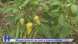Megérkezett az eső a kiskertekbe – ZTV Híradó 2026-07-03
