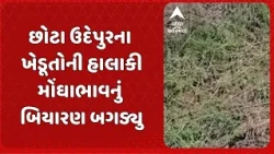 Chhota udaipur Farmer | છોટા ઉદેપુરમાં ખેડૂતોની હાલાકી | મોંઘાભાવનું બિયારણ બગડ્યું, ઉભો પાક સુકાયો