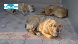 The Problem of Stray Dogs Remains Unresolved