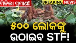Orangutan in odisha | Odisha STF Probe Intensifies in Balasore Orangutan Rescue Case