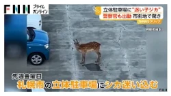 立体駐車場に子ジカ迷い込む　3日目には“疲れた様子”も　札幌市（2026年08月10日）