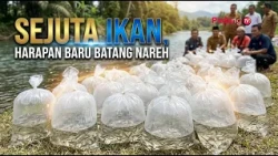 A Million Fish, New Hope for Batang Nareh