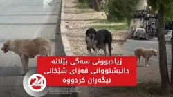زیادبوونی سەگی بێلانە دانیشتووانی قەزای شێخانی نیگەران کردووە