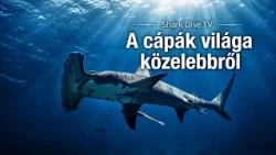 Shark Dive TV 1. évad 4. rész: Tigriscápák, éjszakai merülések és kékcápák