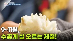 [신선행] 9~11월, 수꽃게 살이 오르는 최고의 제철! [생방송 굿모닝 대한민국] | KBS 260918 방송