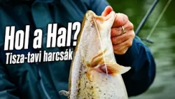 Hol a Hal? – Tisza-tavi harcsák 1–2. rész