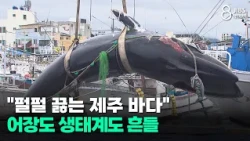 "The Boiling Seas of Jeju"... Fishing Grounds and Ecosystems Under Threat/JIBS/Jeju/07.24.2026