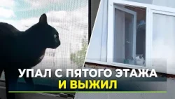 Survived a Five-Story Fall: The Story of Ugolyok the Cat Rescued by Volunteers