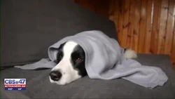 What pet owners can do to help alleviate stress on pets for July 4th
