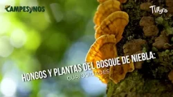 Fungi and Plants of the Cloud Forest: Curiosities - TvAgro by Juan Gonzalo Angel