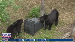 Bear hunt applications now open in Florida