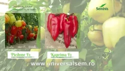 Agriculture Report Ovidiu Ghinea P4 06/29/2026