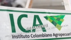 Attention Cattle Ranchers! Serious Flaw Found in Movement Permits - TvAgro by Juan Gonzalo Angel