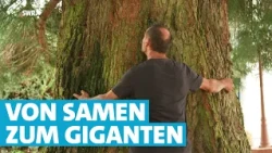 Einfach irre! Diese Mammutbäume stehen mitten in der Eifel