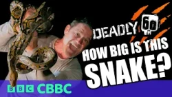I held the WORLD'S LONGEST SNAKE! | Deadly 60 | CBBC