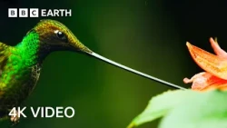 4 Hours Of Remarkable Wildlife Narrated By David Attenborough | 4K UHD | BBC Earth