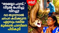 വീട്ടമ്മ പേടിച്ചു വിറച്ചു! ഏറ്റവും വലിയ മൂർഖൻ പാമ്പ് | Cobra Snake Rescue | Snakemaster EP 1231