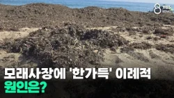 모래사장에 '한가득' 이례적...원인은?/JIBS/제주/2026.07.27