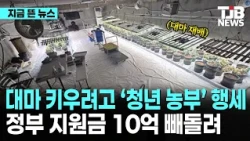 대마 키우려고 ‘청년 농부’ 행세… 정부 지원금 10억 빼돌려｜ TJB 대전·세종·충남뉴스