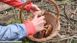 Forest gifts without the life-threatening risk. Sanitary service recommendations for mushroom hun...