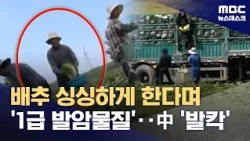 Chinese Government Scrambles After Cabbage Soaked in Formaldehyde Discovered; Tracing Distributio...