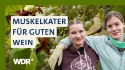 Traubenlese von Hand: So entsteht Wein im Siebengebirge | LandSchafft | WDR