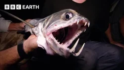 The Elusive Sabertooth Fish | Expedition Guyana | BBC Earth