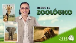 From the Zoo | New giraffe complex