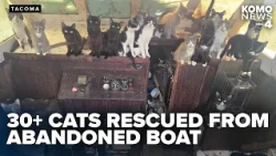 Tacoma Animal Control help rescue 40-plus cats from abandoned boat off Owen Beach