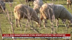 1.011 ΖΩΑ ΘΑΝΑΤΩΘΗΚΑΝ ΣΤΗΝ ΗΠΕΙΡΟ ΕΞΑΙΤΙΑΣ ΤΗΣ ΕΥΛΟΓΙΑΣ