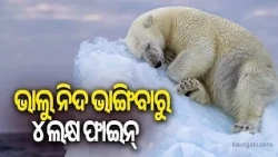 Boat operator fined for waking sleeping polar bear with foghorn in Norway archipelago | Kalinga TV