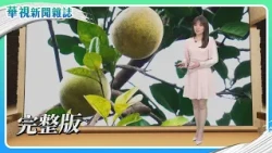 「柚」見商機｜【台灣交通行不行？】市場行人危機｜【移工在台灣】失聯後 你去哪？｜主持人 林仙怡｜華視新聞雜誌｜完整版 EP2522 2026.10.3 #文旦 #移工