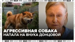 Aggressive dogs attack Darya Dontsova’s 7-year-old grandson and a child in Istra
