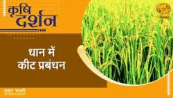 Krishi Darshan | Pest Management in Paddy | DD Kisan | August 31, 2026