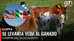 🚨 Breaking News! Mexican cattle exports to the United States resume.