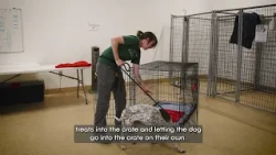 Pet Tips | Crate Training