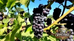 From the Vineyard: Freedom Run