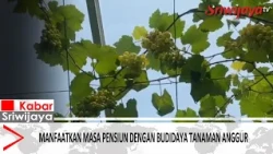 Manfaatkan Masa Pensiun dengan Budidaya Tanaman Anggur