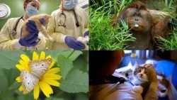 CityStream: Caring for creatures large and small