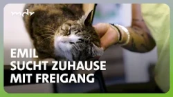 Der tierische Fall der Woche: Kater Emil aus Meiningen | Tierisch tierisch | MDR