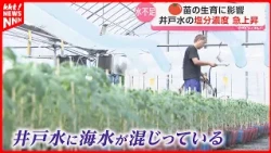[Was the earthquake the cause?] Well water salinity rises... Impacting tomato growth in Yatsushir...