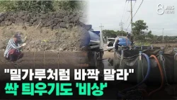 "Bone-dry like flour"... Emergency as crops struggle to sprout/JIBS/Jeju/08.07.2026