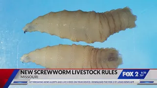 Missouri updates rules for animals entering the state over New World Screwworm