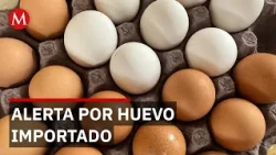 Imported eggs: Poultry farmers urge checks on product freshness and origin
