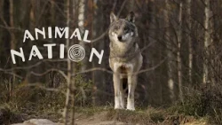 Animal Nation | Kanienʼkéha | S01E05